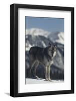 Gray Wolf in Snow-DLILLC-Framed Photographic Print