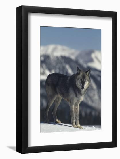 Gray Wolf in Snow-DLILLC-Framed Photographic Print