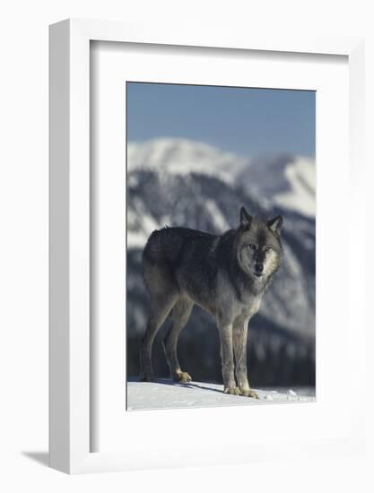 Gray Wolf in Snow-DLILLC-Framed Photographic Print