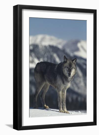 Gray Wolf in Snow-DLILLC-Framed Photographic Print