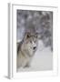 Gray Wolf in Snow-DLILLC-Framed Photographic Print