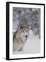 Gray Wolf in Snow-DLILLC-Framed Photographic Print