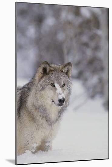 Gray Wolf in Snow-DLILLC-Mounted Photographic Print