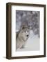 Gray Wolf in Snow-DLILLC-Framed Photographic Print