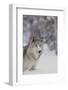 Gray Wolf in Snow-DLILLC-Framed Photographic Print