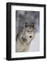 Gray Wolf in Snow-DLILLC-Framed Photographic Print