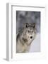 Gray Wolf in Snow-DLILLC-Framed Photographic Print