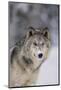 Gray Wolf in Snow-DLILLC-Mounted Photographic Print