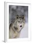 Gray Wolf in Snow-DLILLC-Framed Photographic Print