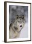 Gray Wolf in Snow-DLILLC-Framed Photographic Print