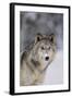 Gray Wolf in Snow-DLILLC-Framed Photographic Print