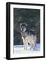 Gray Wolf in Snow-DLILLC-Framed Photographic Print