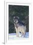 Gray Wolf in Snow-DLILLC-Framed Photographic Print