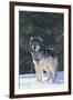 Gray Wolf in Snow-DLILLC-Framed Photographic Print