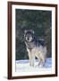 Gray Wolf in Snow-DLILLC-Framed Photographic Print