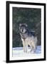 Gray Wolf in Snow-DLILLC-Framed Photographic Print