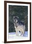 Gray Wolf in Snow-DLILLC-Framed Photographic Print