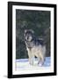 Gray Wolf in Snow-DLILLC-Framed Photographic Print