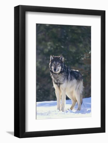 Gray Wolf in Snow-DLILLC-Framed Photographic Print