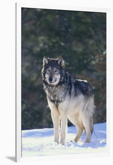 Gray Wolf in Snow-DLILLC-Framed Photographic Print