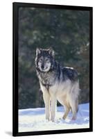 Gray Wolf in Snow-DLILLC-Framed Photographic Print