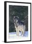 Gray Wolf in Snow-DLILLC-Framed Photographic Print