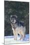 Gray Wolf in Snow-DLILLC-Mounted Photographic Print