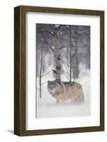 Gray Wolf in Snow-DLILLC-Framed Photographic Print