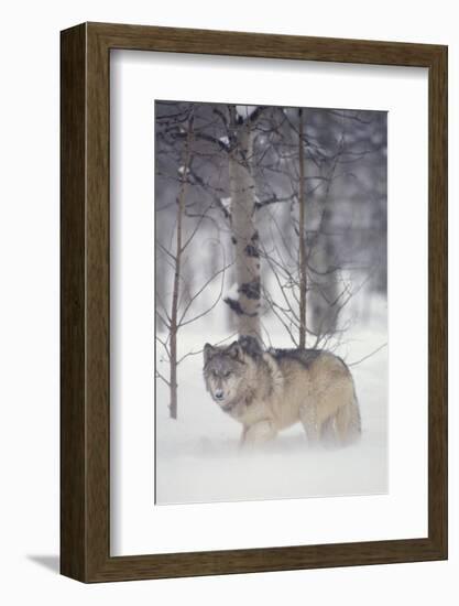 Gray Wolf in Snow-DLILLC-Framed Photographic Print