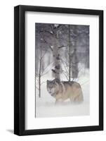 Gray Wolf in Snow-DLILLC-Framed Photographic Print