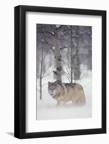 Gray Wolf in Snow-DLILLC-Framed Photographic Print