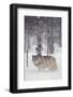 Gray Wolf in Snow-DLILLC-Framed Photographic Print