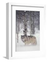 Gray Wolf in Snow-DLILLC-Framed Photographic Print