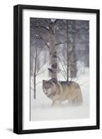 Gray Wolf in Snow-DLILLC-Framed Photographic Print