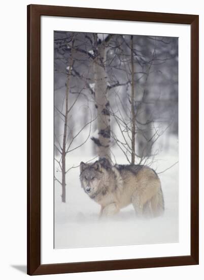 Gray Wolf in Snow-DLILLC-Framed Photographic Print