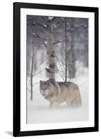 Gray Wolf in Snow-DLILLC-Framed Photographic Print