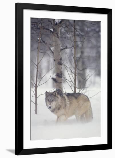 Gray Wolf in Snow-DLILLC-Framed Photographic Print