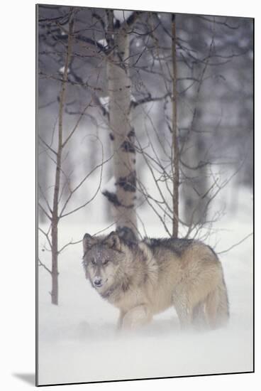 Gray Wolf in Snow-DLILLC-Mounted Photographic Print