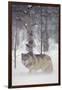 Gray Wolf in Snow-DLILLC-Framed Photographic Print