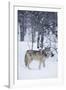 Gray Wolf in Snow-DLILLC-Framed Photographic Print