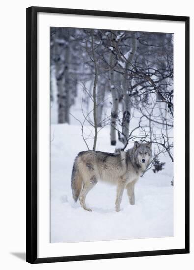 Gray Wolf in Snow-DLILLC-Framed Photographic Print