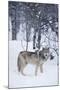 Gray Wolf in Snow-DLILLC-Mounted Photographic Print