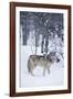 Gray Wolf in Snow-DLILLC-Framed Photographic Print