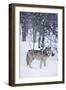 Gray Wolf in Snow-DLILLC-Framed Photographic Print