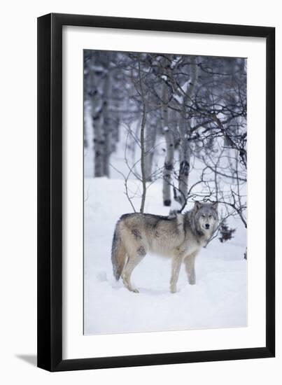 Gray Wolf in Snow-DLILLC-Framed Photographic Print