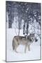 Gray Wolf in Snow-DLILLC-Mounted Photographic Print
