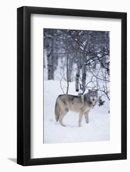 Gray Wolf in Snow-DLILLC-Framed Photographic Print