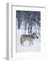 Gray Wolf in Snow-DLILLC-Framed Photographic Print