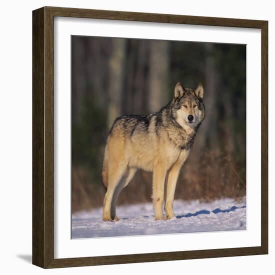 Gray Wolf in Snow-DLILLC-Framed Photographic Print