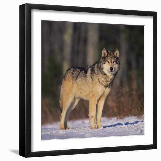 Gray Wolf in Snow-DLILLC-Framed Photographic Print